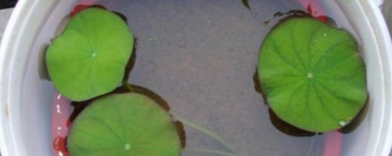 盆栽荷花的种植办法