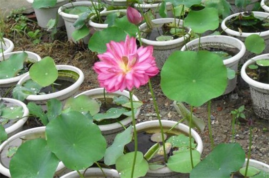 盆栽荷花的种植办法