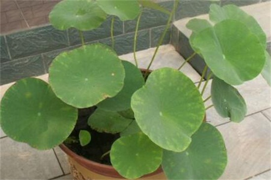 盆栽荷花的种植办法