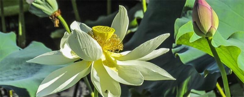 荷花如何越冬