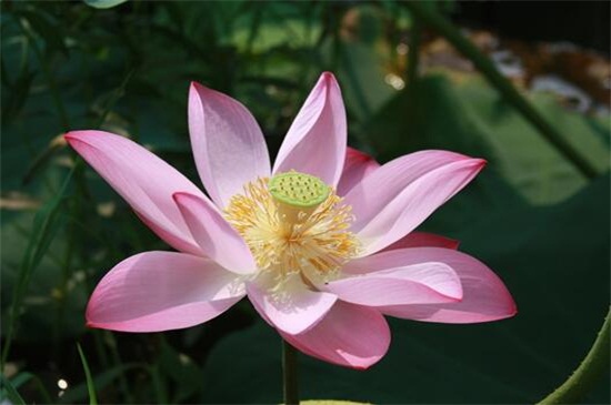 荷花的别称有几种，莲花和芙蓉都指荷花