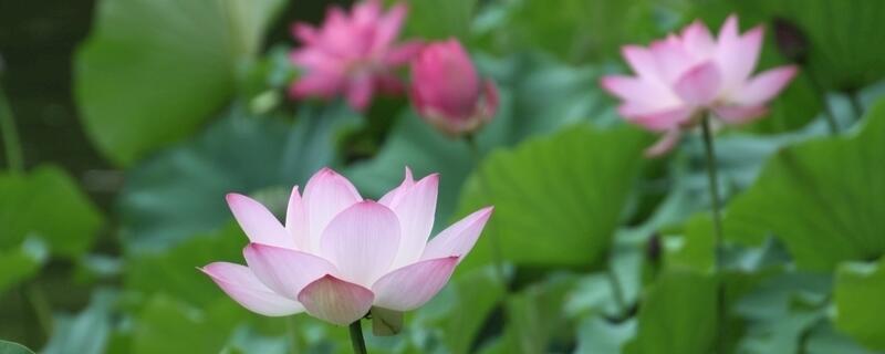 夏季最有代表性的花