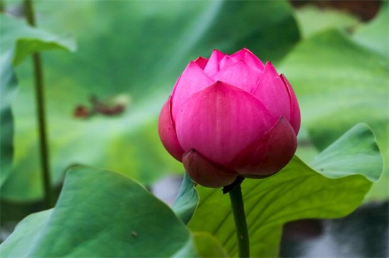 夏季最有代表性的花