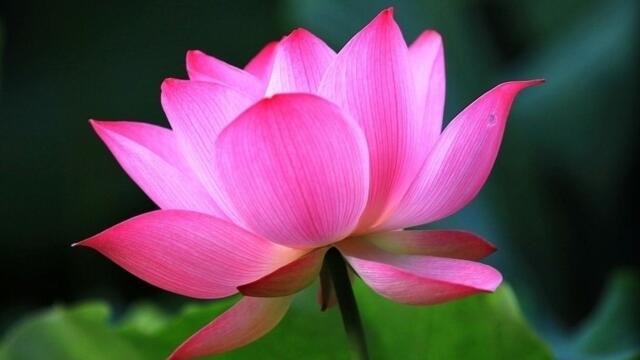 荷花是什么颜色，不同种类有不同颜色