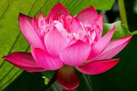 荷花是什么颜色，不同种类有不同颜色