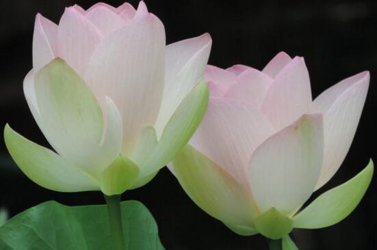 荷花是什么颜色，不同种类有不同颜色