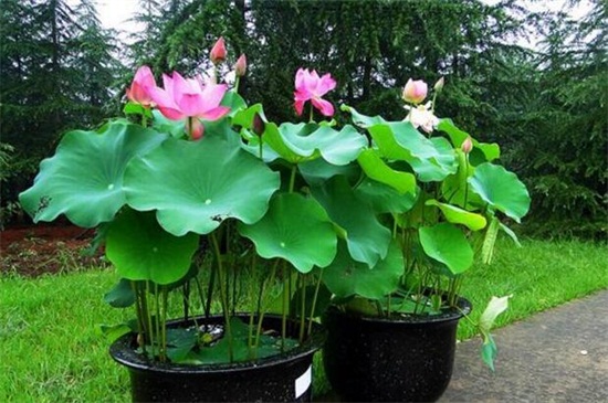 荷花酒如何做，三个步骤教你做荷花酒