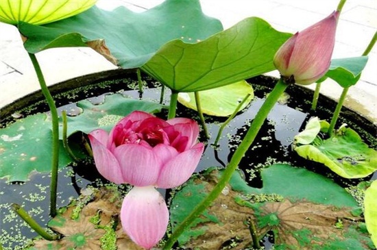 荷花酒如何做，三个步骤教你做荷花酒