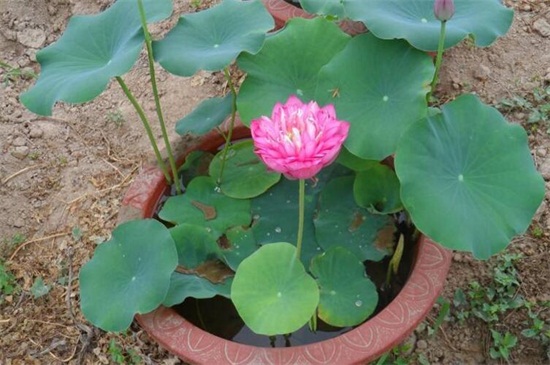 荷花酒如何做，三个步骤教你做荷花酒