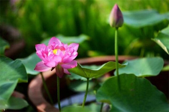 荷花酒如何做，三个步骤教你做荷花酒