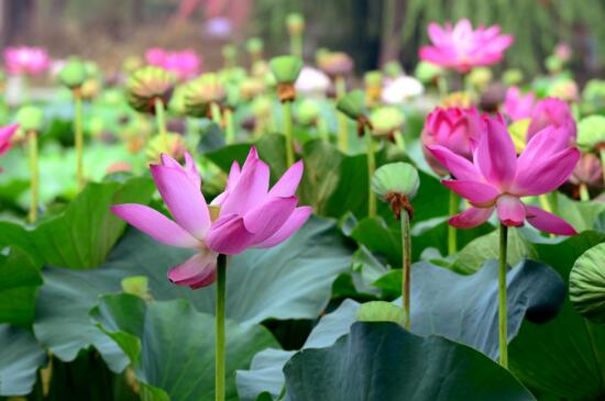 荷花什么时候开花季节,夏季可约赏荷花