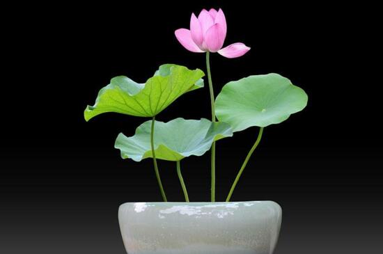 荷花什么时候开花季节,夏季可约赏荷花