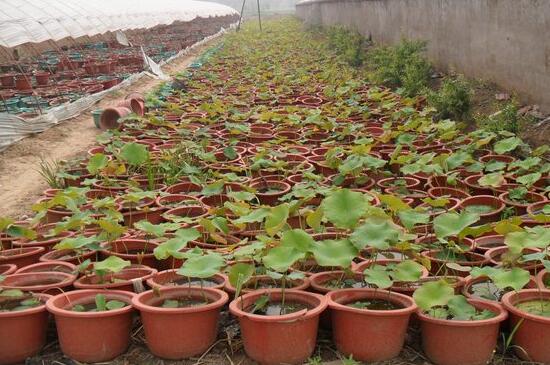 荷花什么时候开花季节,夏季可约赏荷花