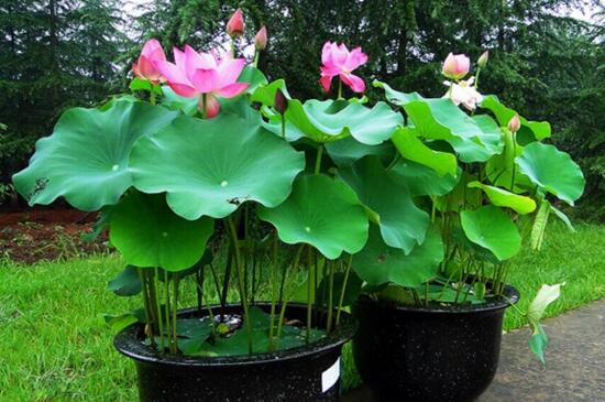 荷花什么时候开花季节,夏季可约赏荷花