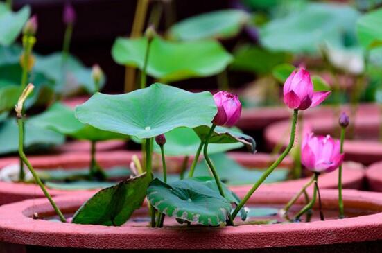 荷花什么时候开花季节,夏季可约赏荷花