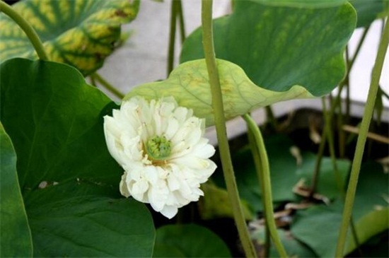 荷花有什么颜色,盘点六种最常见的荷花颜色及花语