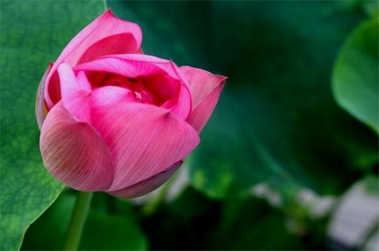 荷花有什么颜色,盘点六种最常见的荷花颜色及花语