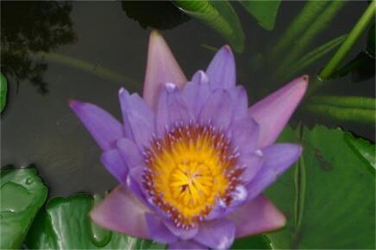 荷花有什么颜色,盘点六种最常见的荷花颜色及花语