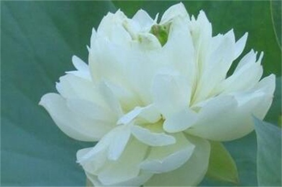 荷花有什么颜色,盘点六种最常见的荷花颜色及花语