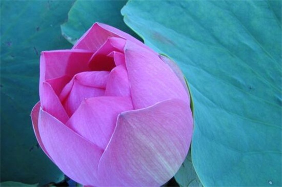 荷花有什么颜色,盘点六种最常见的荷花颜色及花语