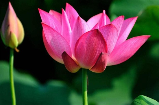 澳门的国花是什么花,是莲花/(附养殖办法)