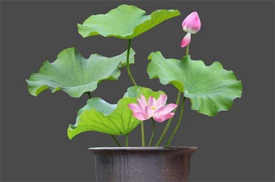 澳门的国花是什么花,是莲花/(附养殖办法)