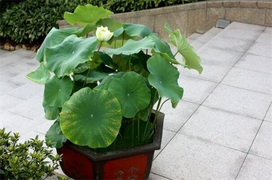 澳门的国花是什么花,是莲花/(附养殖办法)