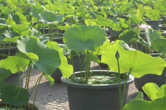 澳门的国花是什么花,是莲花/(附养殖办法)