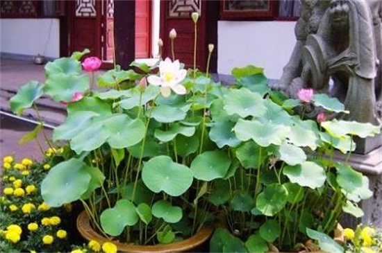 家里为何不能养荷花