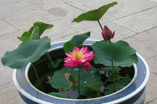 观赏荷花最佳种植时间,3~5月份种植6~9月份开花