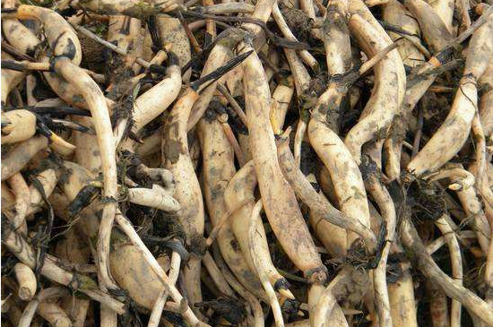 观赏荷花最佳种植时间,3~5月份种植6~9月份开花