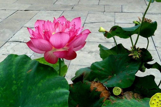 观赏荷花最佳种植时间,3~5月份种植6~9月份开花