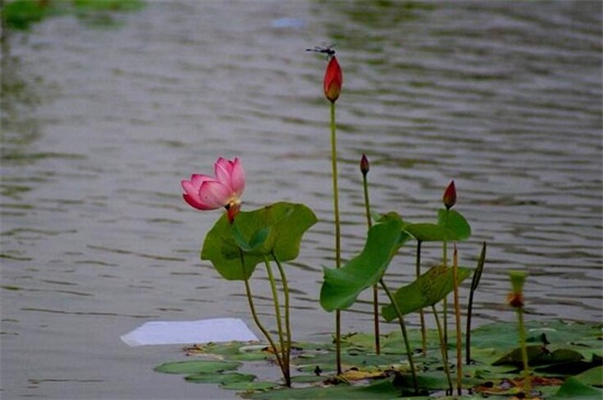 荷花是春季还是夏季开，荷花夏季开放六月最旺盛