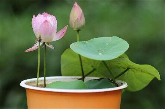 荷花是春季还是夏季开，荷花夏季开放六月最旺盛