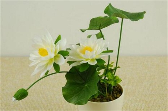 荷花是春季还是夏季开，荷花夏季开放六月最旺盛