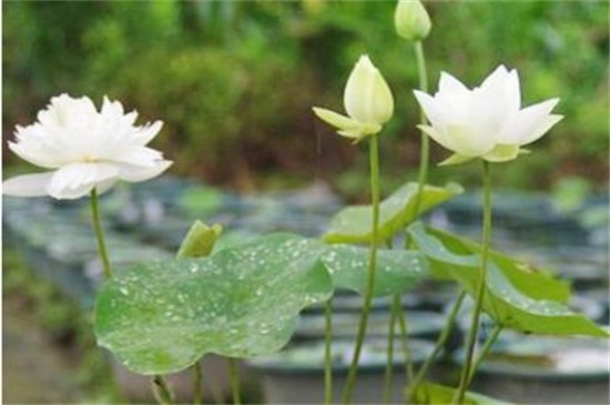 荷花是春季还是夏季开，荷花夏季开放六月最旺盛