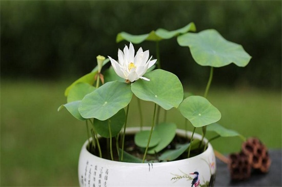 荷花是春季还是夏季开，荷花夏季开放六月最旺盛