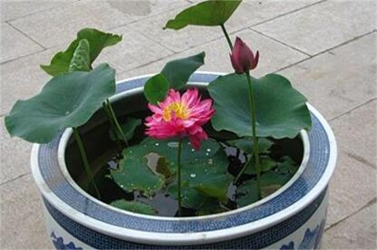 荷花是春季还是夏季开，荷花夏季开放六月最旺盛