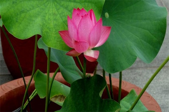 荷花是春季还是夏季开，荷花夏季开放六月最旺盛