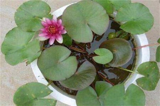 荷花是春季还是夏季开，荷花夏季开放六月最旺盛