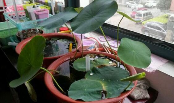 在阳台上荷花不开花如何办,四个处理办法让其正常开花