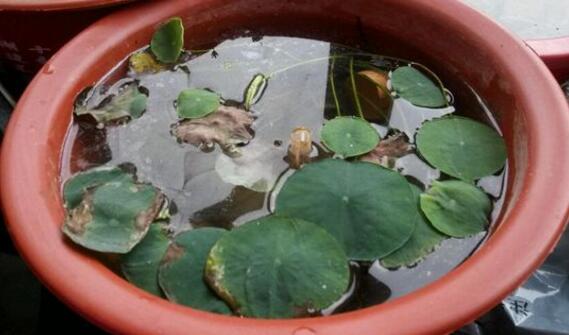 在阳台上荷花不开花如何办,四个处理办法让其正常开花