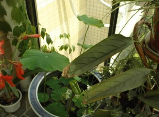 在阳台上荷花不开花如何办,四个处理办法让其正常开花