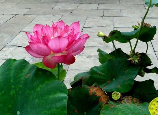 在阳台上荷花不开花如何办,四个处理办法让其正常开花