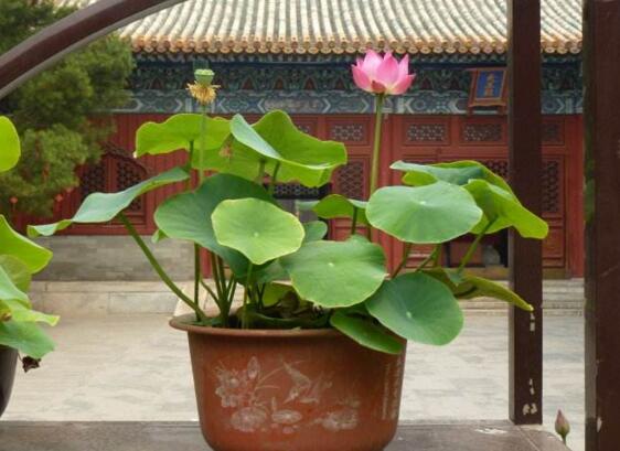 在阳台上荷花不开花如何办,四个处理办法让其正常开花