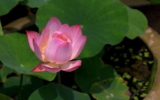 在阳台上荷花不开花如何办,四个处理办法让其正常开花