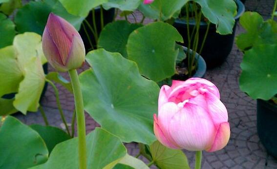 在阳台上荷花不开花如何办,四个处理办法让其正常开花