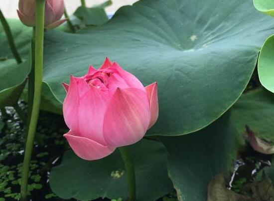 荷花的主要种类，13种最常见的荷花种类介绍