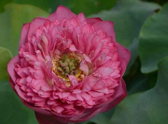 荷花的主要种类，13种最常见的荷花种类介绍