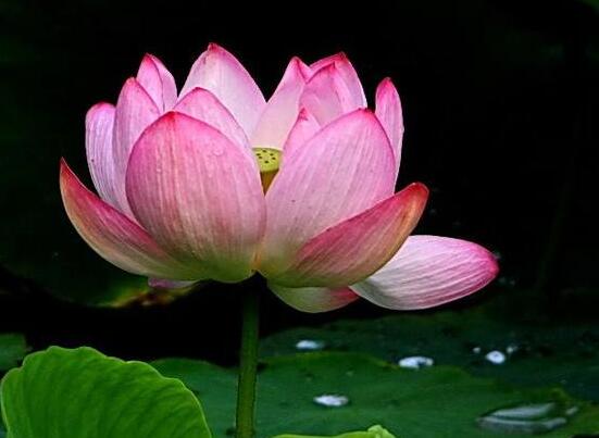 荷花的主要种类，13种最常见的荷花种类介绍